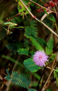 含羞草视频在线,视频揭秘其神奇生长与互动现象