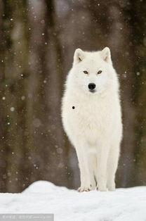 北极狼视频,冰原霸主的生活轨迹