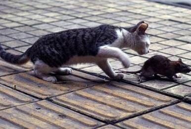 猫捉耗子视频,一场趣味横生的猫鼠对决